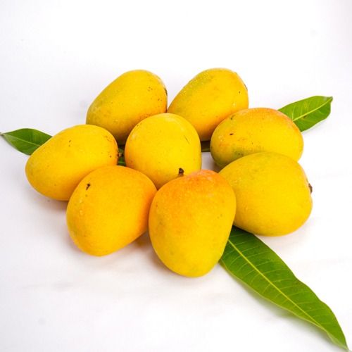 Fresh Indian Mango from 인도 supplied by Mangopoint LLC - Alphonso (=Hapoo=Hapus) 신선 망고