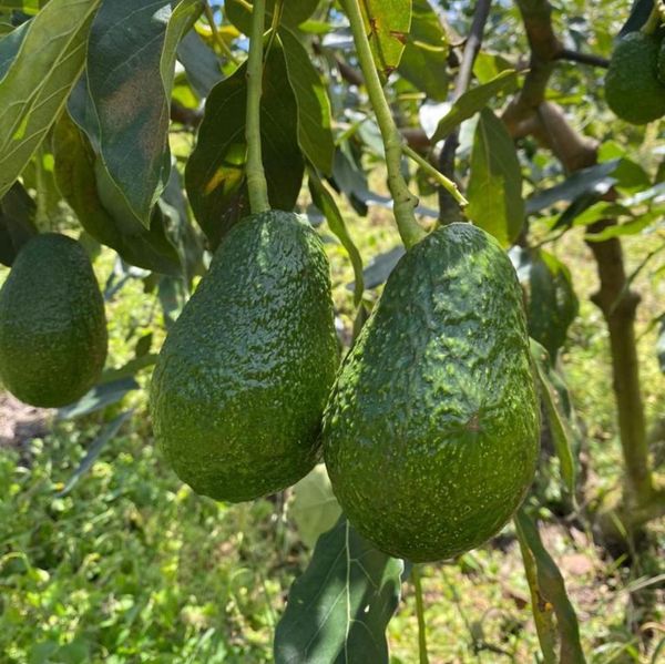 Avocado from 과테말라 supplied by Valsugana - Green 신선 아보카도