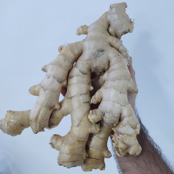 Fresh Ginger 13.6kg/30lb Carton Box from 브라질 supplied by Ginger Schroder - 요리 생강 통생강