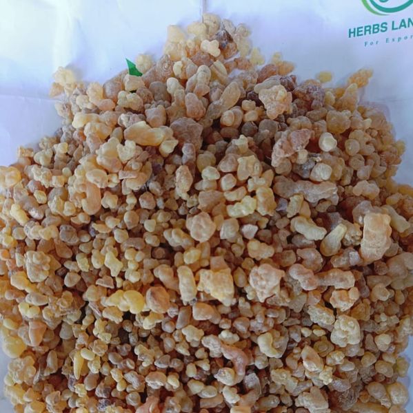 Olibanum Gum from 이집트 supplied by herbslands - 올리바넘검