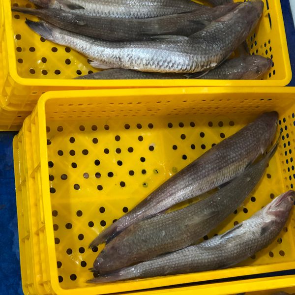 forzen Lizard fish from Iran supplied by fanoos makran - U.S. Grade A Other Cod Family Fishes