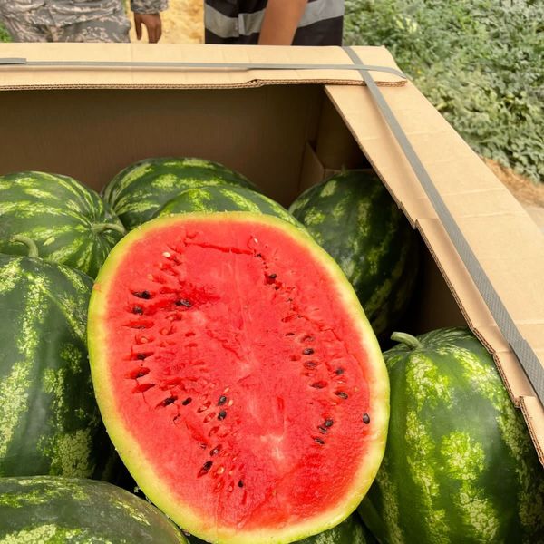 Fresh watermelon from Egypt supplied by Cix For Export - Mini Watermelon - Serval Fresh Watermelon