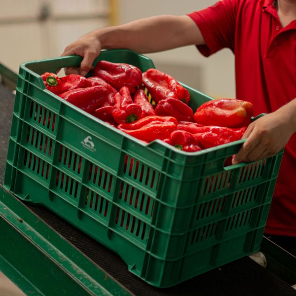 Bell Pepper from Mexico supplied by Alimenta Vegetales - Open Field Fresh Bell Pepper