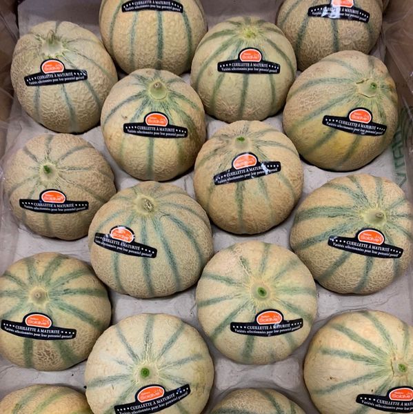 Charentais Melon from Senegal supplied by Kodra-Export - Green Fresh Melon (Muskmelon)