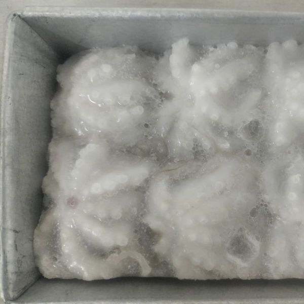 Frozen Whole Cleaned Baby Octopus from 인도네시아 supplied by PT. KARYA AGUNG LESTARI JAYA - Unspecified 냉동 문어