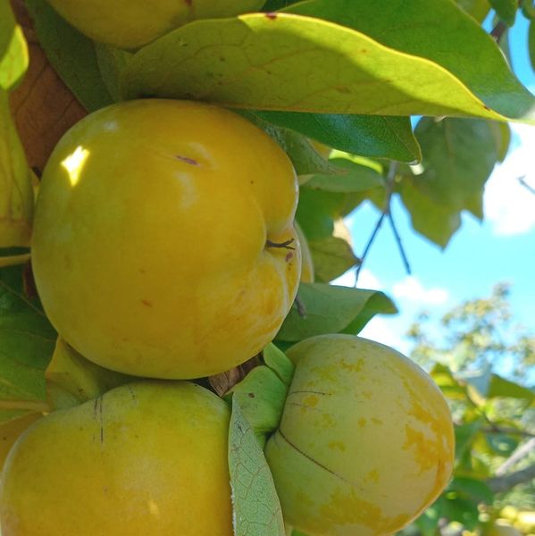Kakis /Persimmon from Lebanon supplied by YY ReGen - Fresh Persimmon