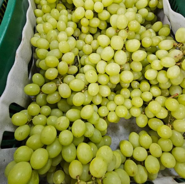 Peruvian Green Seedless Grapes from Peru supplied by Damoa Corporation - Round Fresh Grape