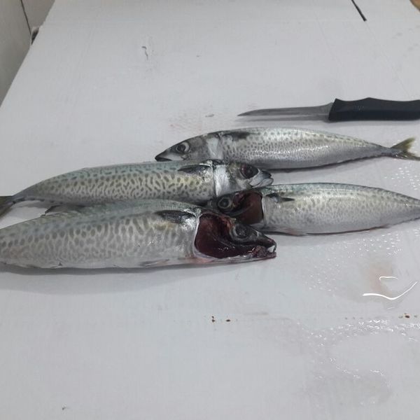 Fresh mackerel from 모로코 supplied by Africa fishing indystry - 신선 고등어