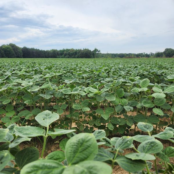 soybeans from United States supplied by Delta Diamond Ag, LLC - Soybean