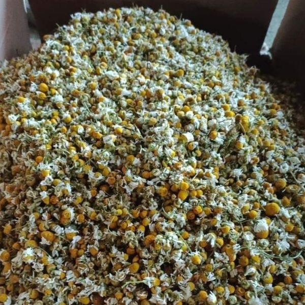 Herbs &spices &Seeds from Egypt supplied by Seeds World - Aromatic Herbs
