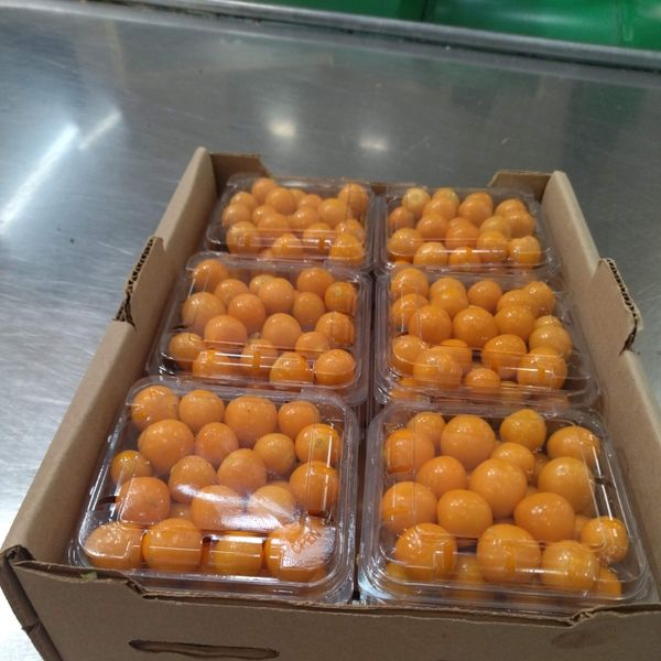 Physalise berry from 콜롬비아 supplied by CI ANDES EXPORT COMPANY - Coqueret du Pérou (=Physalis Peruviana) 꽈리