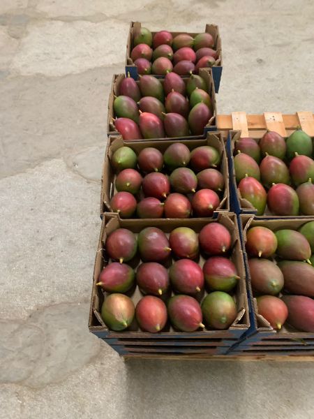 Fresh Mangoes from 브라질 supplied by Evolvo International Ltda - Palmer 신선 망고