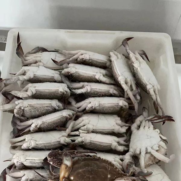 Frozen Swimming Crabs from 중국 supplied by Zhoushan Asia-Pacific International Trade Co., Ltd - 원물 냉동 게