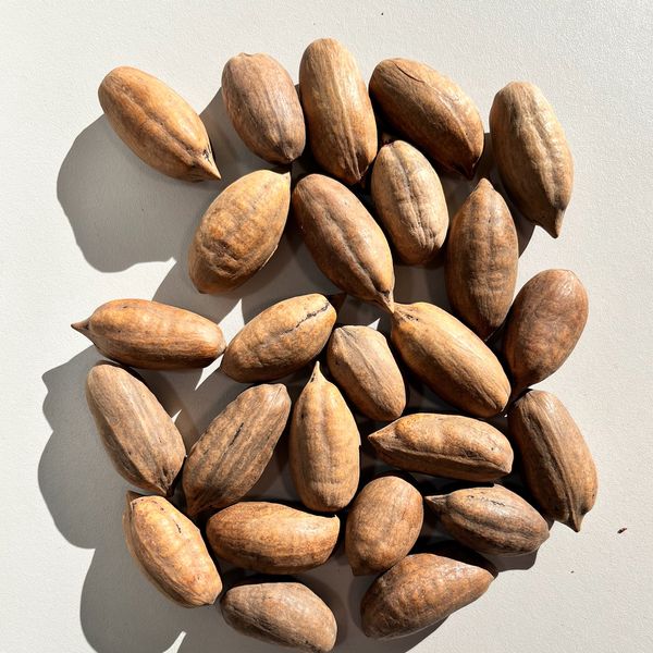 Mahan variety from 멕시코 supplied by Pecan Export - 신선 피칸