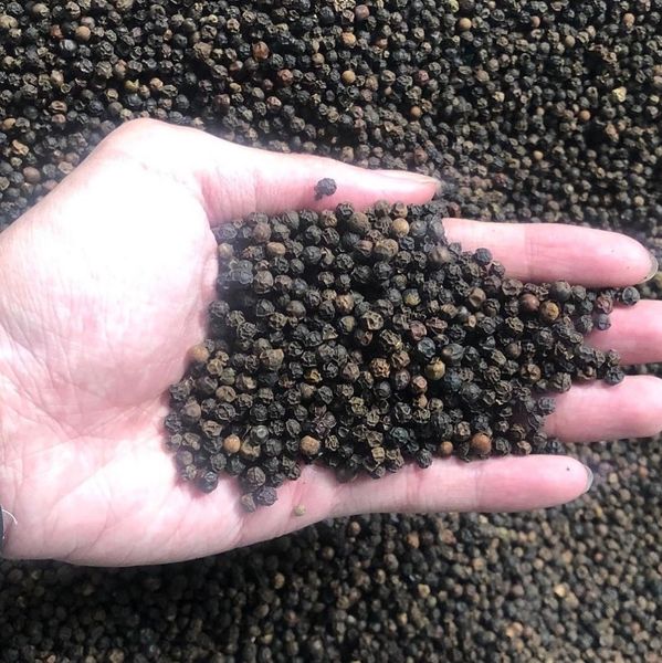 Black pepper from 인도네시아 supplied by PT. SAHABAT GLOBAL ABADI - Pepper 혼합 향신료 상품