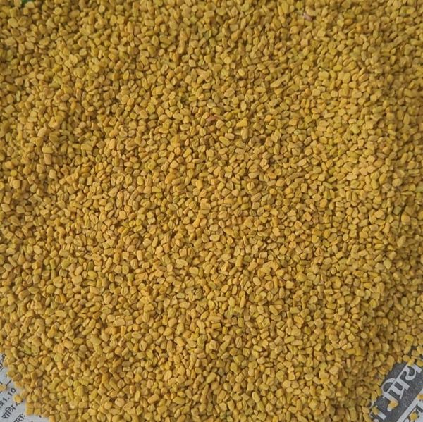 Fenugreek Seed from 인도 supplied by FKB Spices Pvt Ltd - PP Bags (50kg) 호로파 씨