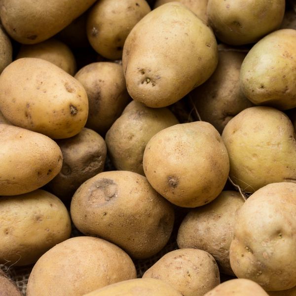 Fresh Potato from 인도네시아 supplied by PT Pangeran Majapahit Nusantara - Fresh (=Chilled) 신선 일반 감자
