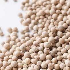 White Pepper from 인도네시아 supplied by Globalindo Mega Aroma - 건조 화이트 페퍼콘