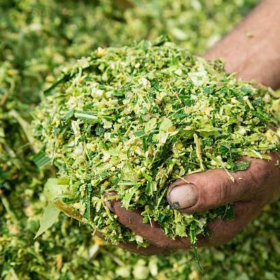 corn silage for Animal from 파키스탄 supplied by Saremco Agri Commodities - Organic 옥수수사일리지