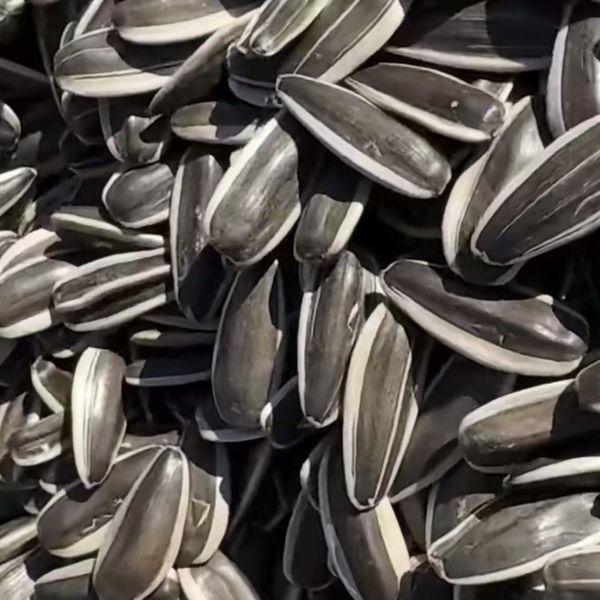 sunflower seed from 중국 supplied by Union Power Industrial Corporation Limited - Common Sunflower (=Helianthus annuus) 해바라기 씨