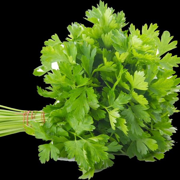 Flat Parsley from Egypt supplied by ElSeba Spices & Herbs - Dried - Sun Dried Flat Leaf Parsley