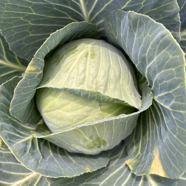 White Cabbage from Portugal supplied by Hortícolas Casal d'Avó, Lda. - Sweetheart Fresh Cabbage