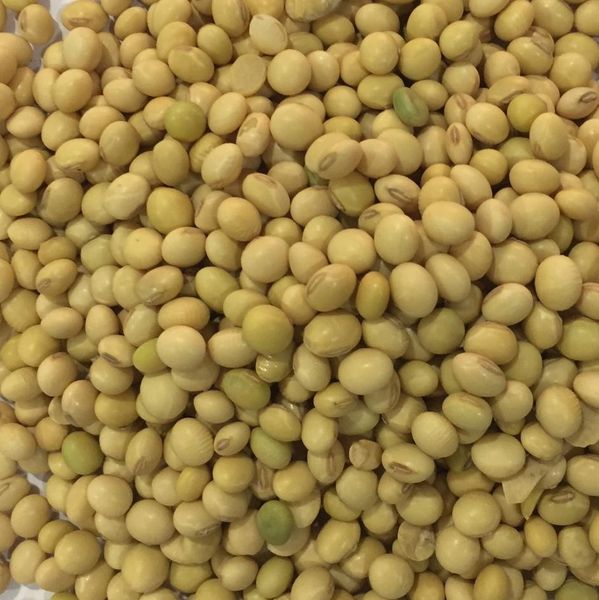 SOYBEANS from Nigeria supplied by APTIUS NIGERIA LIMITED - For Food Soybean Meal