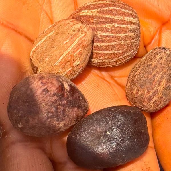 Shea nut from 나이지리아 supplied by Agrovia - Organic 시어너트