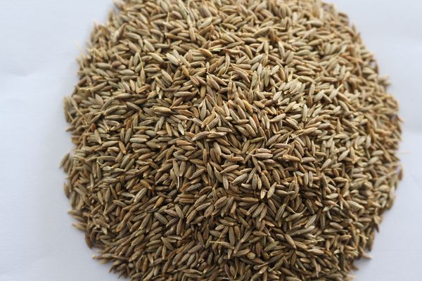 Cummin from 인도 supplied by Annapurna Agro Industries - 크기: 굵음 커민 씨
