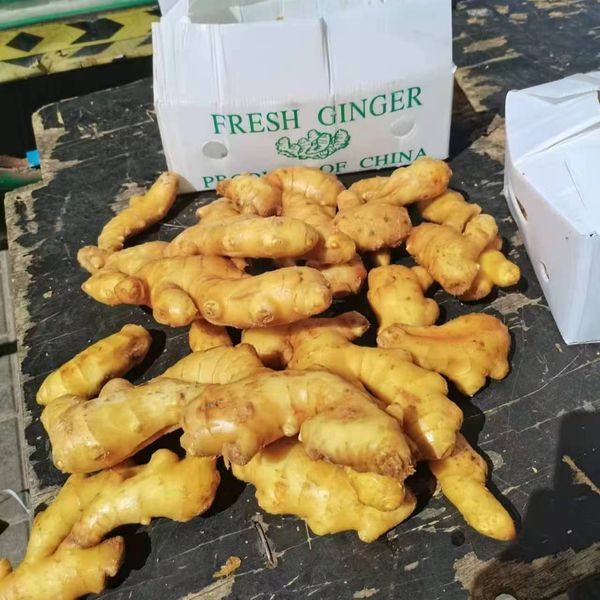 Ginger from 중국 supplied by Shenzhen OuGeli Agricultural Science and Technology Development Co., Ltd. - 크기: 150 통생강