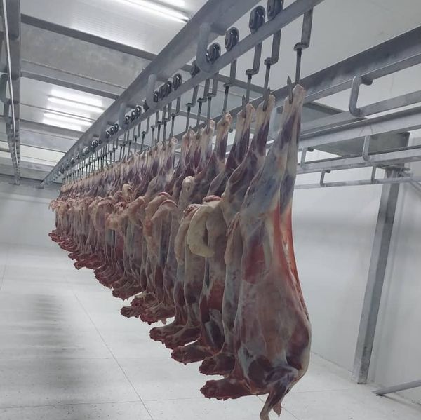FROZEN LAMB MEAT from 케냐 supplied by Alkebulan Investments Reserve Limited - Ram 양고기