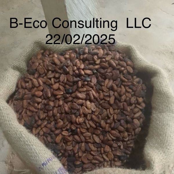 cocoa from Ghana supplied by B-Eco Consulting LLC - Fresh (=Chilled) Cocoa Bean