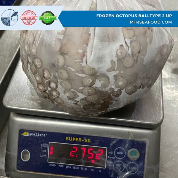 FROZEN OCTOPUS BALLTYPE from 인도네시아 supplied by PT Mitra Timur Rayatama - 품질: A+ 냉동 문어