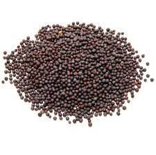 Mustard Seeds from India supplied by Annapurna Agro Industries - Black Mustard Seed (=Brassica Nigra) Mustard Seed