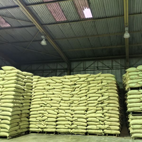 Specialty Commercial Venezuela Coffee Beans from Venezuela supplied by Rakupie GK Japan - Wet Polished Raw Common Coffee Bean