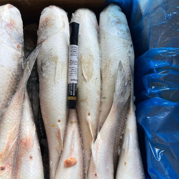 Frozen Mullet from 모로코 supplied by AC Corp - Unspecified 냉동 가숭어