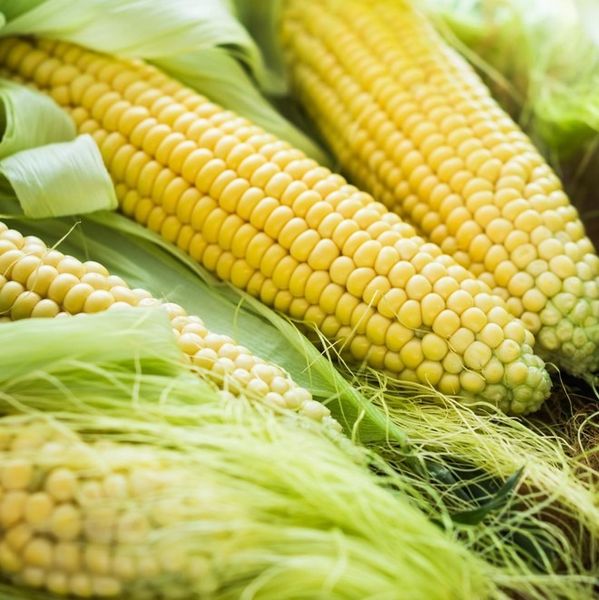 Maize from 우간다 supplied by Regile Logistics - Pure White 옥수수