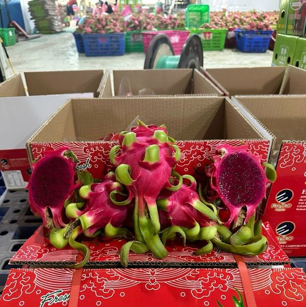 Dragon fruit from 베트남 supplied by TTB Import Export Co.,Ltd - 신선 용과