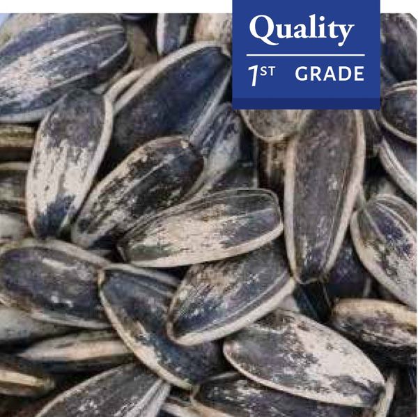 Sunflower Seeds from 아르헨티나 supplied by QUELLE TRADE, import export d.o.o - 해바라기 씨