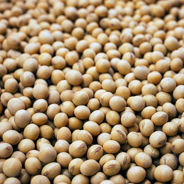 Soybeans from 나이지리아 supplied by Farmnegy International LTD - High Quality 대두
