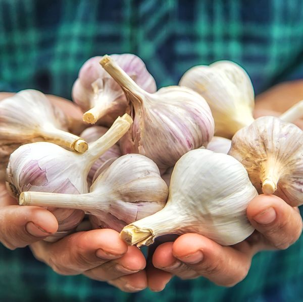 Fresh Garlic from Egypt supplied by AMG FUTURE - Normal White Fresh Garlic