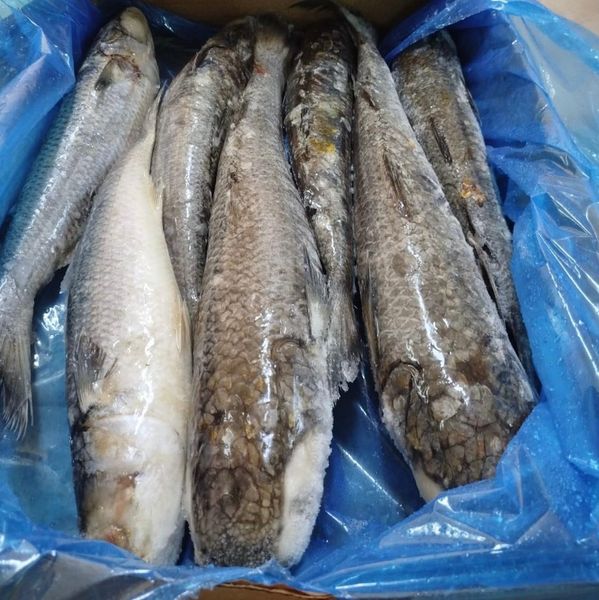 Frozen grey mullet from Morocco supplied by RIO ATLANTIC FISH - Frozen Grey Mullet