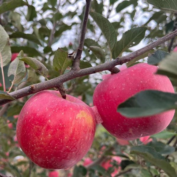Apple from 중국 supplied by 湖南都乐农业有限公司 - Caliber 70-75 신선 사과
