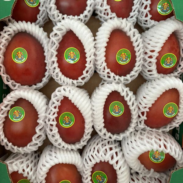 Tree tomato (Tamarillo) Ecuador from 에콰도르 supplied by Pandora Farm - Ruby Red 타마릴로