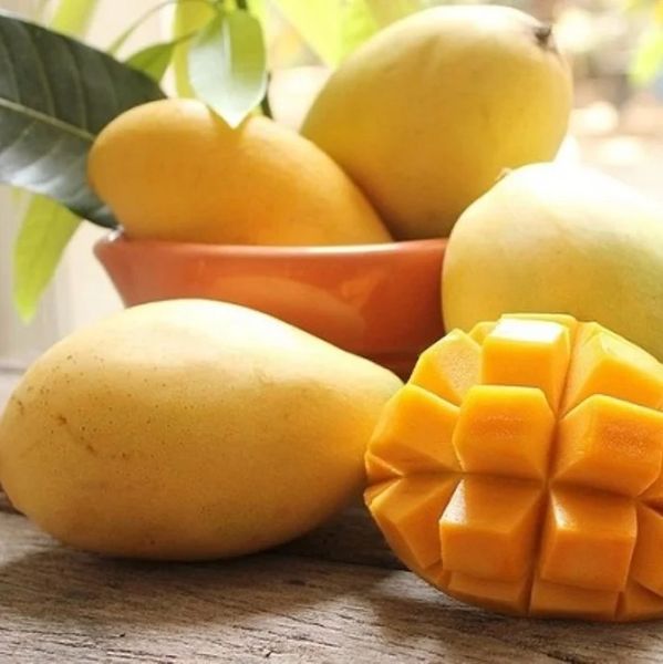 Vietnam Mango – Angreen (Chu / Keo / Hoa Loc / Green Elephant) from 베트남 supplied by ANGREEN CORPORATION (Angreen Joint Stock Company) - 혼합 크기 신선 망고