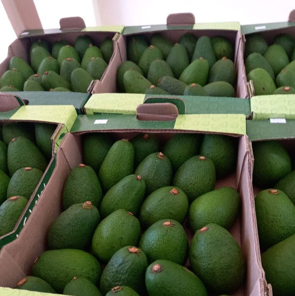 Premium Avocados from 케냐 supplied by Gwiza CO. LIMITED - 신선 아보카도