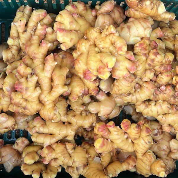Whole Ginger From Costa Rica from Costa Rica supplied by Ginger CR - Size: 100 Whole Ginger