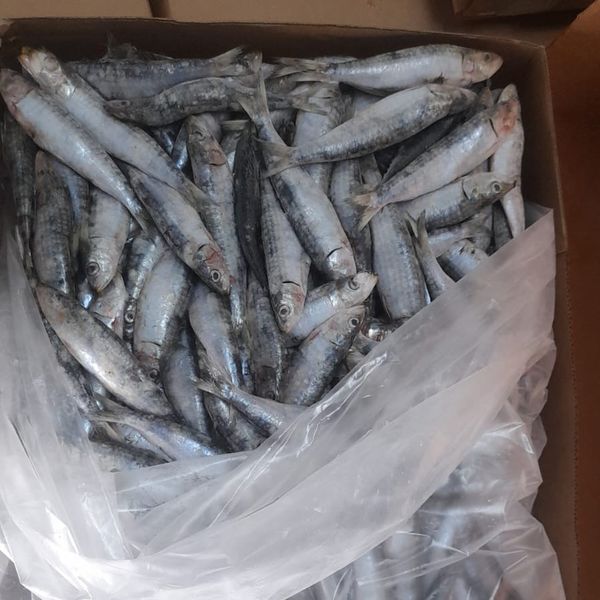 frozen sardine from 모로코 supplied by Africa fishing indystry - 냉동 정어리