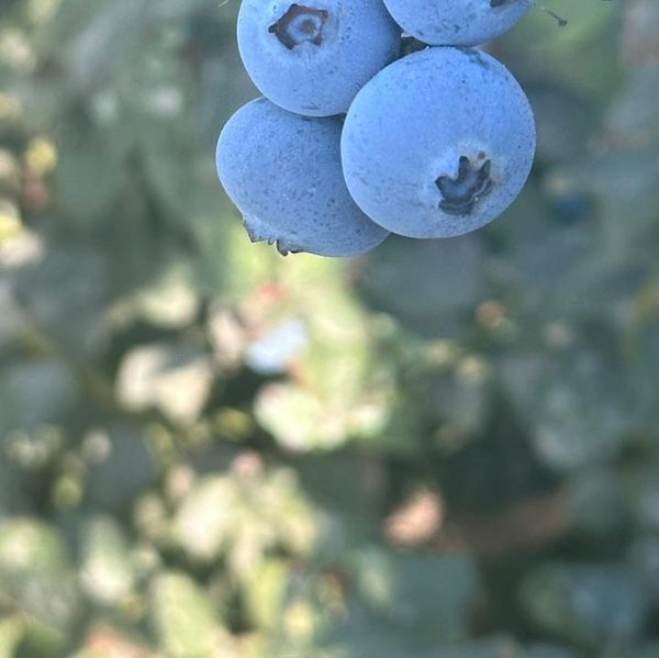 blueberrys from 페루 supplied by Haspe company Sac - 5등급 신선 블루베리