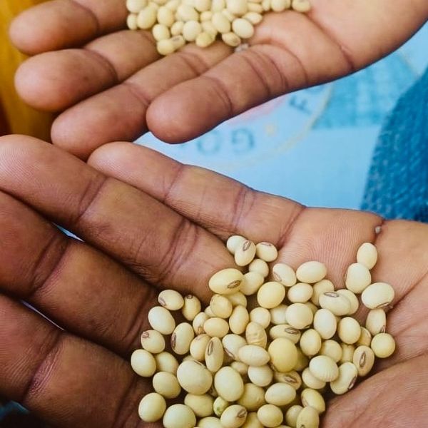 Soybean from 나이지리아 supplied by Serenity Trading Company Ltd - Small-Medium 대두